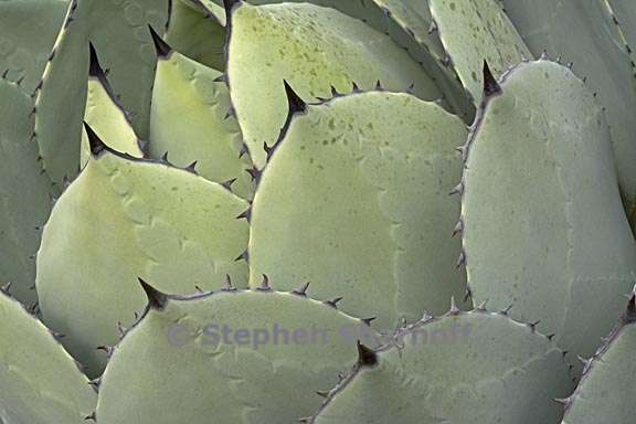 agave parryi var huachucensis 7 graphic